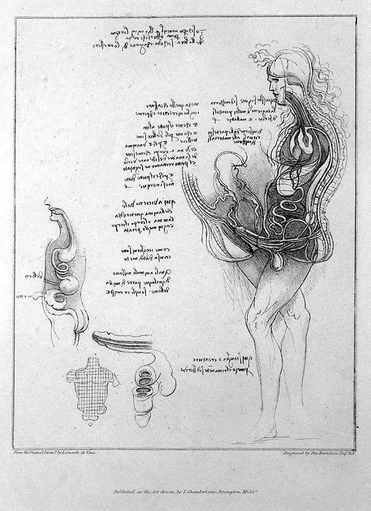 211-studio anatomico  - Vinci, Firenze